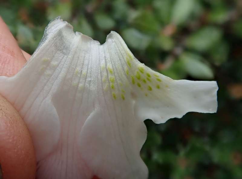  R. quinquefolium, ovarie. Photo: Hans Eiberg