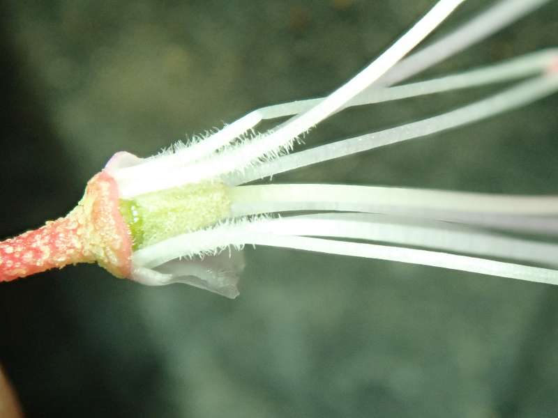  R. racemosum Abricot. Photo: Hans Eiberg