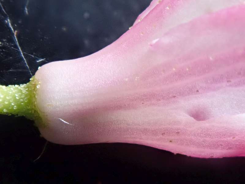  R. racemosum dwarf, pedicle. Photo: H. Eiberg