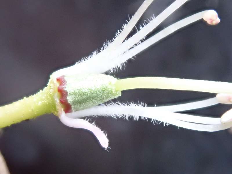  R. racemosum dwarf, ovarie. Photo: H. Eiberg