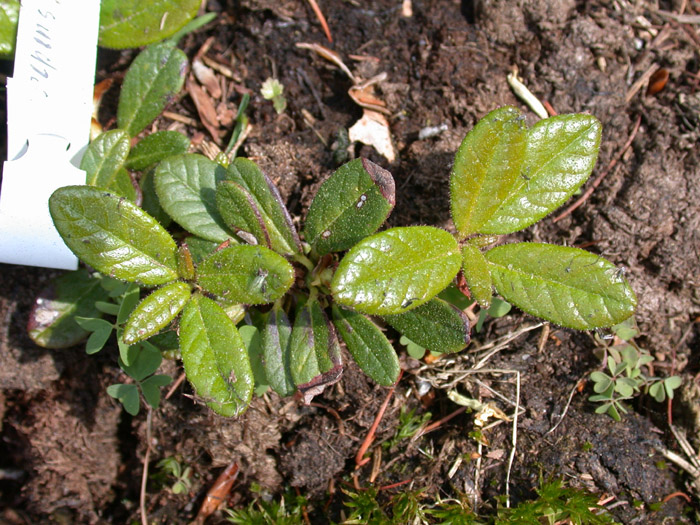  R. forrestii ssp. papillatum, photo: H. Eiberg