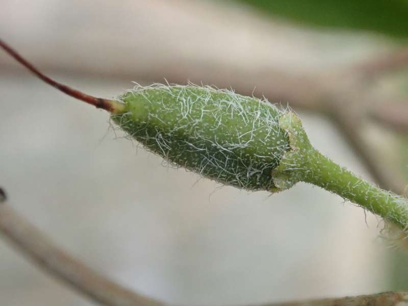  R. reticulatum seed pod. Photo: H. Eiberg