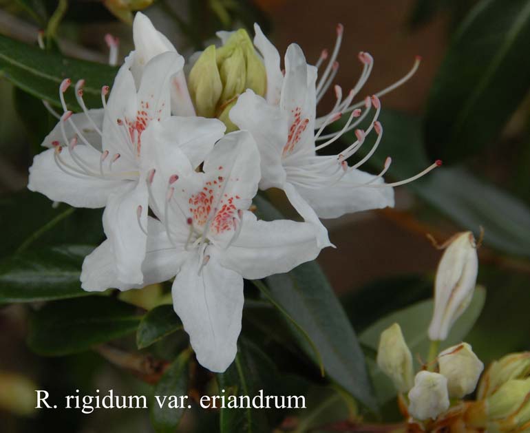  R. rigidum var. eriandrum. Photo: Harold Fearing