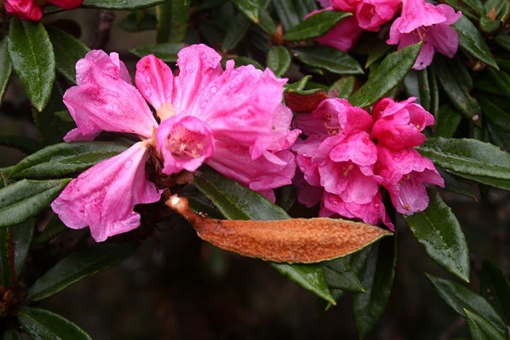  R. roxieanum aff. med rød blomst. Foto: Ole Jonny Larsen