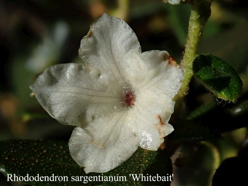  R. sargentianum 'Whitebait' at KH , Photo: Kurt Hansen