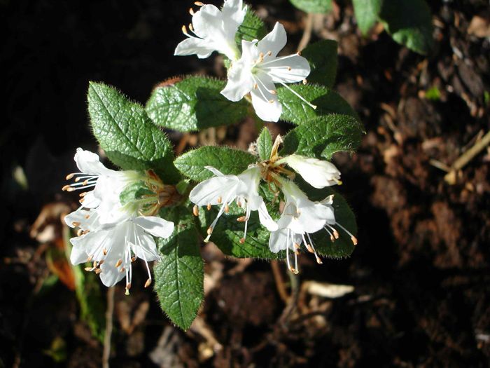  R. scabrifolium white, photo: P. Stangerup