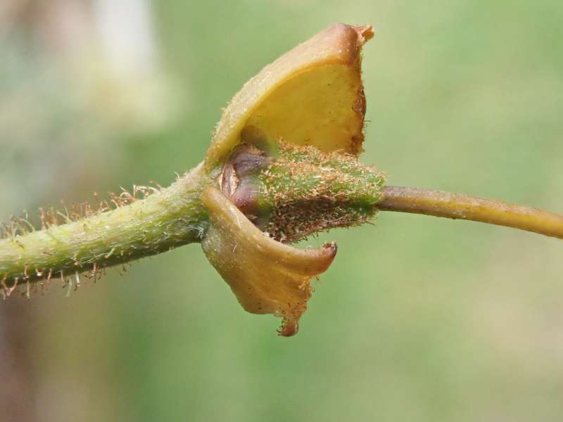  R. dichroanthum ssp. scyphocalyx, ovarie. Foto: Hans Eiberg