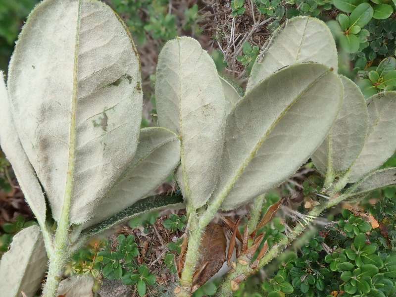  R. dichroanthum ssp. indument. Foto: Hans Eiberg