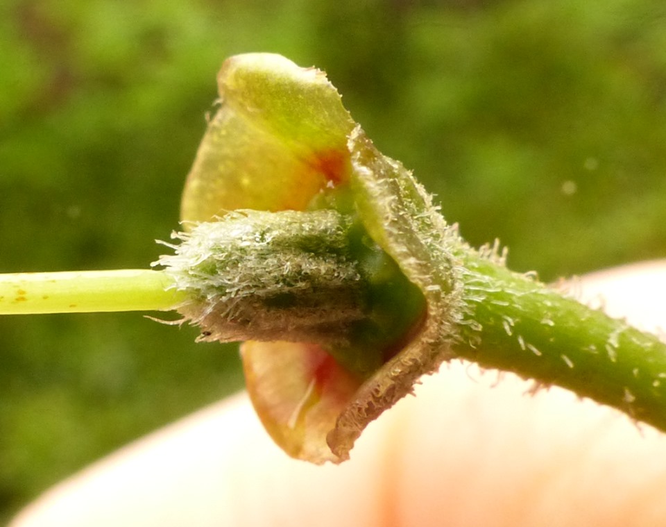  R. dichroanthum ssp. scyphocalyx, ovarie. Foto: Jan Brodersen