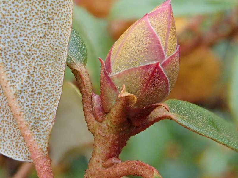  R. searsiae flower bud, Photo: H. Eiberg