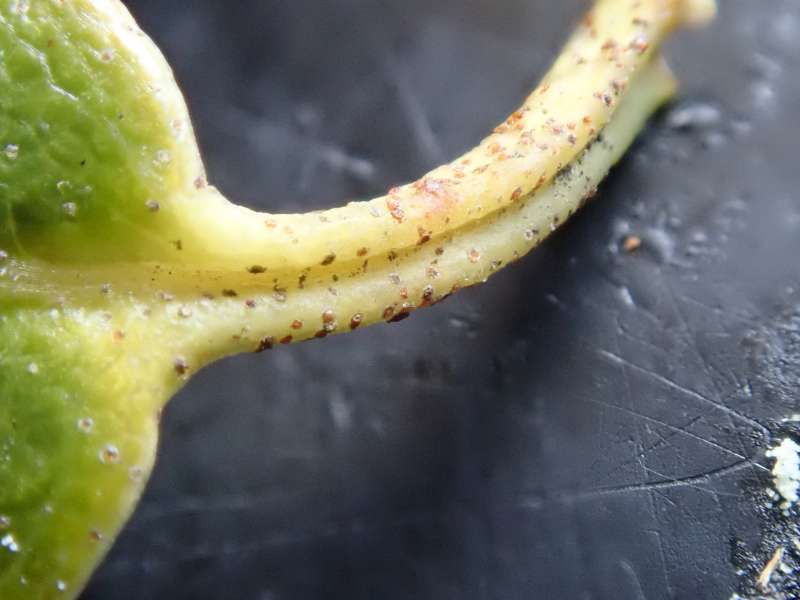  R. searsiae ovarie, Photo: H. Eiberg