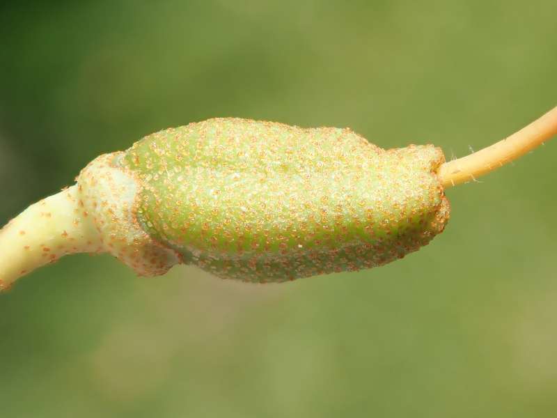  R. searsiae ovarie, Foto: H. Eiberg