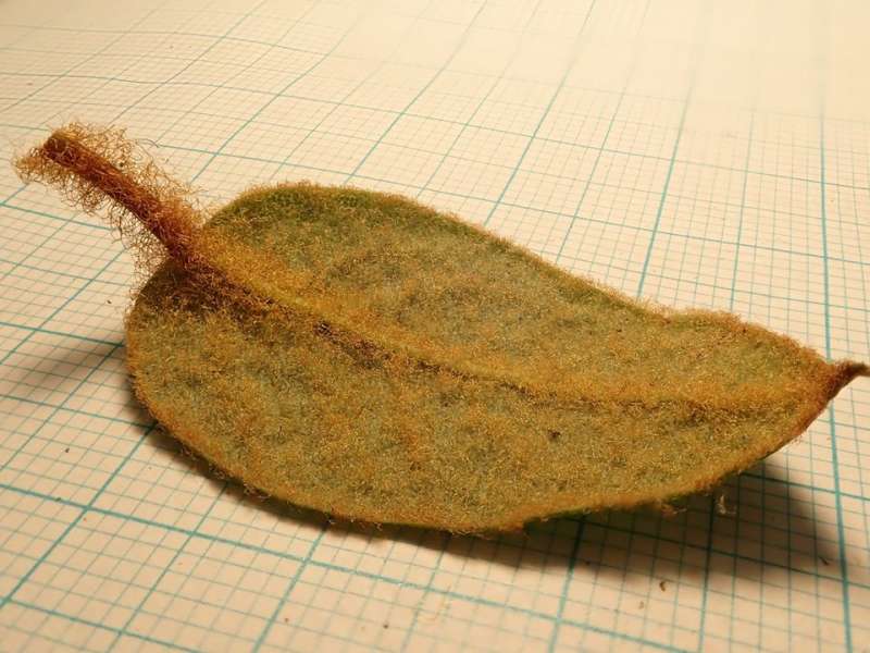  R. seinghkuense leaf. Photo: Kurt Hansen