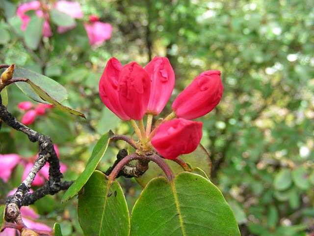  R. selense red in NV-Yunnan Salween-Mekong. Photo: B. Ernebjerg