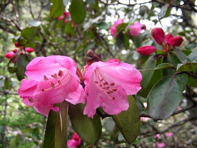  R. selense rose in NV-Yunnan Salween-Mekong. Photo: B. Ernebjerg