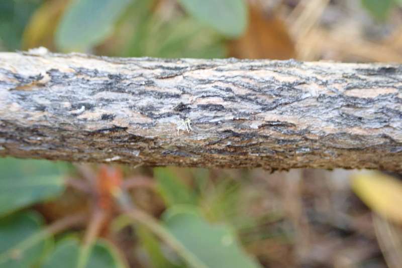 R. selense ssp. dasycladum bark, Kari Pass Yunnan. Photo: H. Eiberg