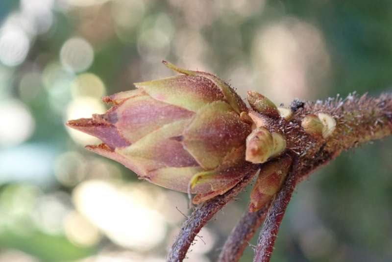  R. selense ssp. dasycladum, Kari Pass Yunnan. Photo: H. Eiberg