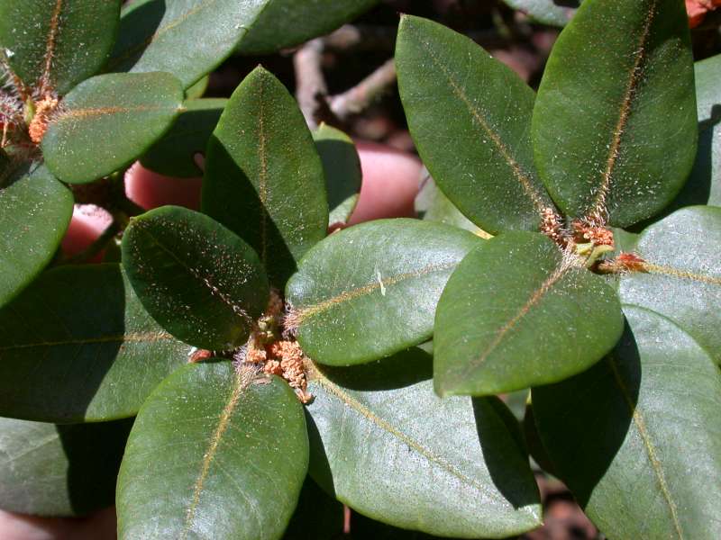  R. selense ssp. jucundum . Foto: Hans Eiberg