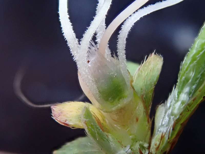  R. serpyllifolium at HE. Photo: H. Eiberg