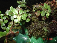  R. dendrocharis, Wawu Shan 