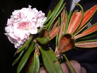  R. alutaceum globigerum, Yading 