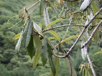  R. hunnewellianum, Wolong 
