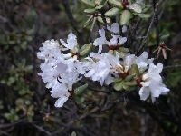  R. intricatum white, Yading 