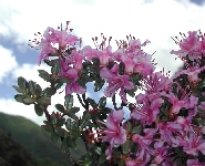 R. nivale ssp. boreale/R. paludosum in Sichuan 