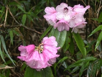  R. maculiferum, Wawu Shan 