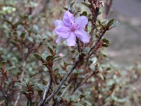 R. nivale ssp. boreale, Sichuan