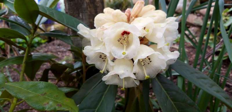 R. sidereum in Yunnan, photo: Scottish Rhododendron Soc