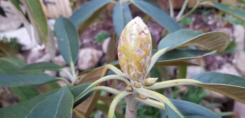  R. sidereum in Yunnan, photo: Scottish Rhododendron Soc