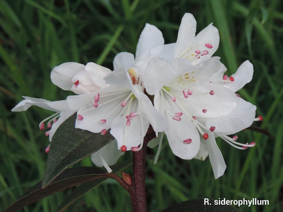  R. siderophyllum white form. Foto: Sue Gardiner