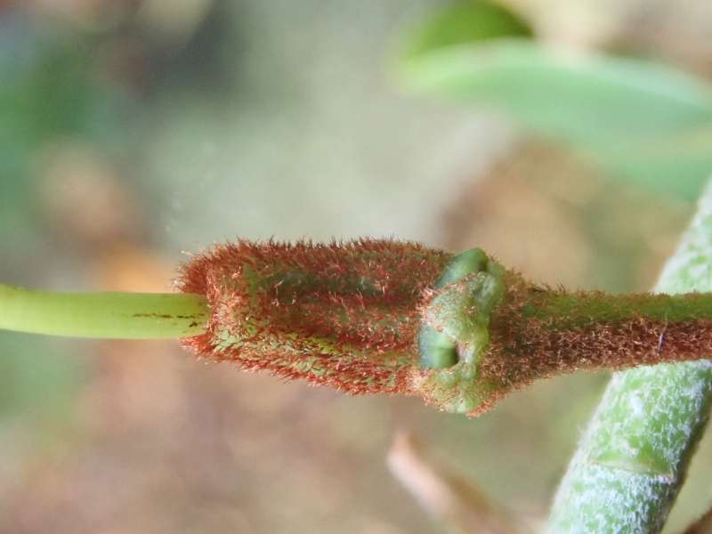  R. sikangense var. exquisitum seed pod. Photo: Hans Eiberg