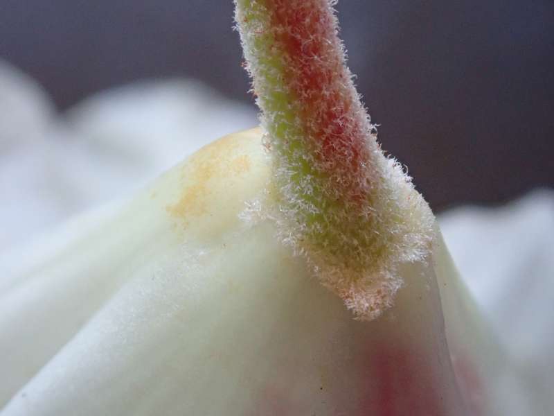  R. sikangense var. exquisitum calyx. Photo: Hans Eiberg