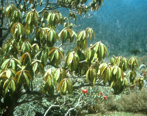  R. sikkimense ? in Sikkim 1994. Foto: H. Eiberg