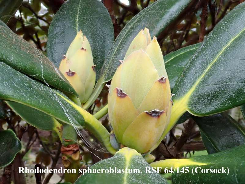  R. sphaeroblastum seed pods, photo: Kurt Hansen