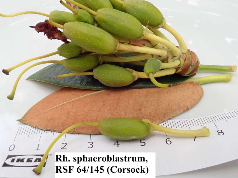  R. sphaeroblastum seed pods, photo: Kurt Hansen