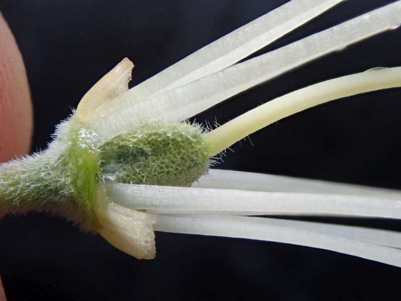  R. spinuliferum at HE, photo: H. Eiberg