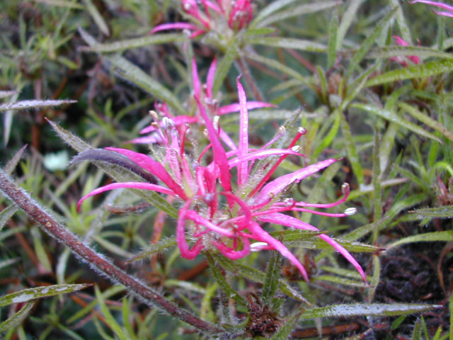  R. stenopetalum 'Linearifolium'. Foto: H. Helm