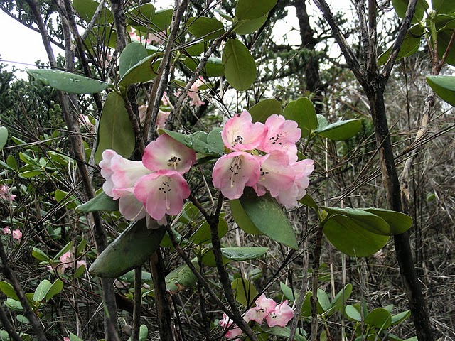  R. stewartianum in NV-Yunnan Salween-Mekong, photo: B. Ernebjerg