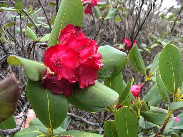  R. stewartianum red in NV-Yunnan Salween-Mekong, photo: B. Ernebjerg