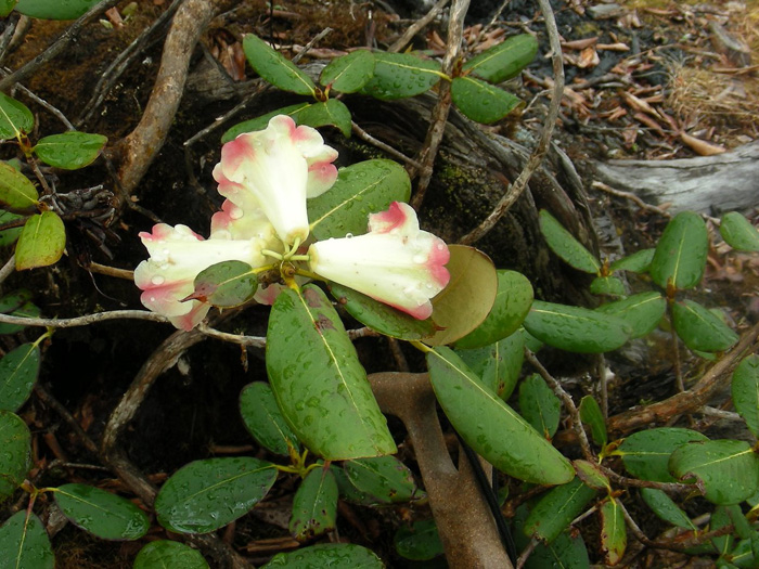  R. stewartianum in NV-Yunnan (Salween), photo: B. Ernebjerg