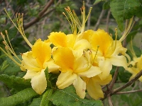 R. calendulaceum, Carvers Gap-Lemon. Foto: George McLellan