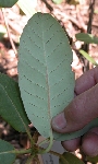 R. hookeri leaf. Foto J.C. Birck