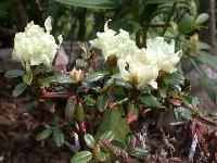 R. anthopogon ssp. hypenanthum