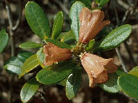 R. dichroanthum ssp. apodectum