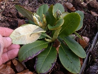 R. clementinae ssp. aureodorsale