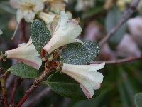 R. auritum