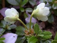  R. campylogynum Leucanthum. Foto: H. Eiberg